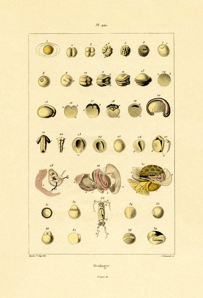 Ovologi, 1833-39 af French School